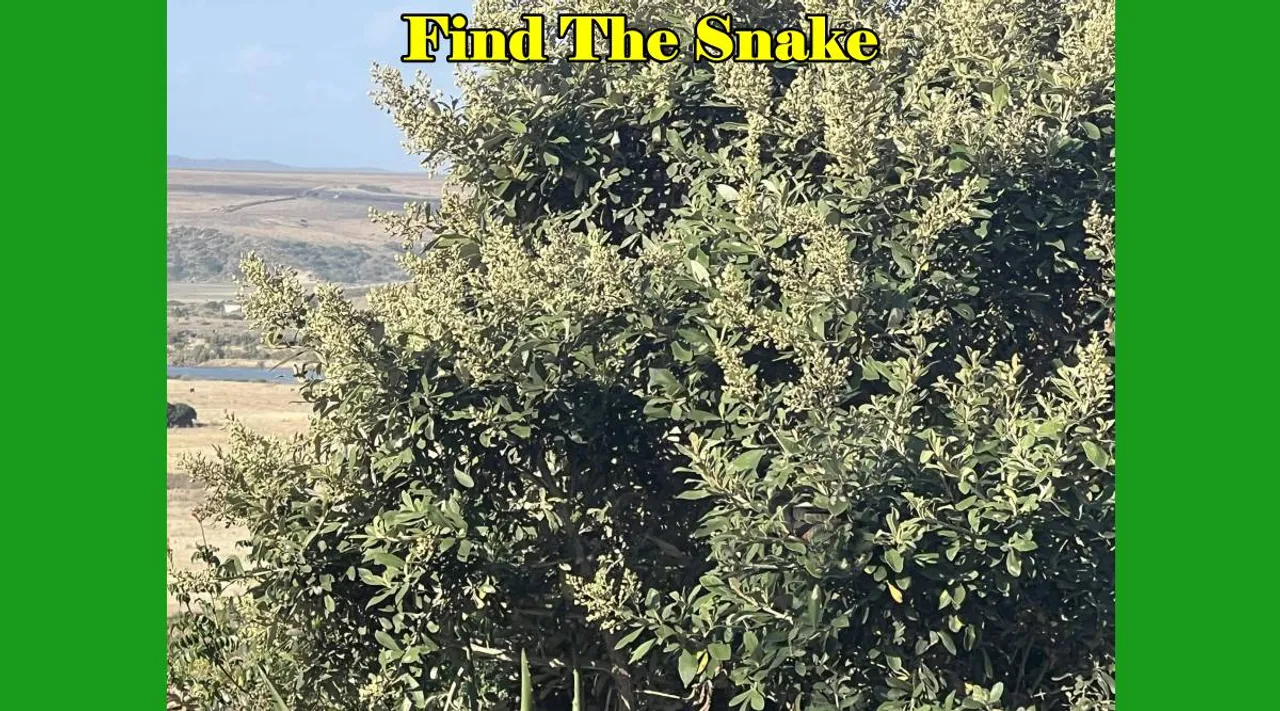 Find The Snake look