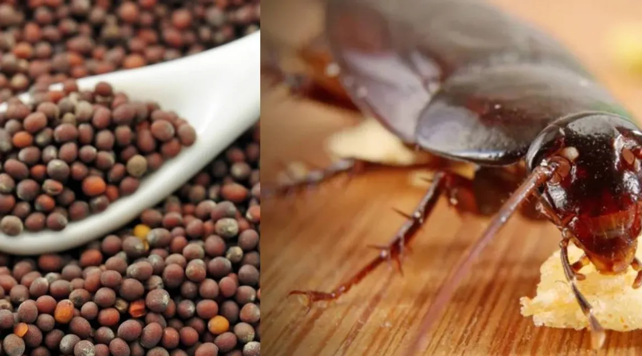 Cockroach