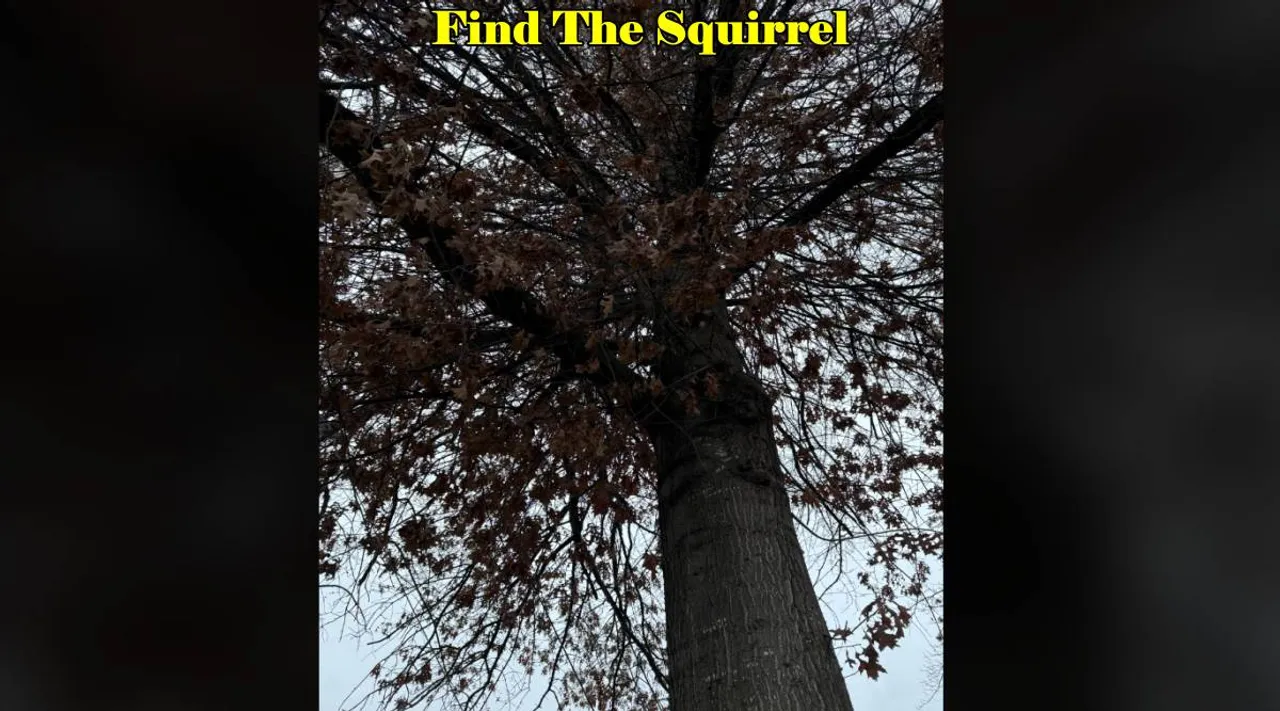 find squirrel 