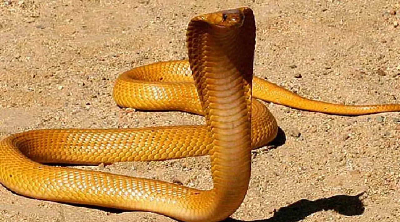 Cape cobra