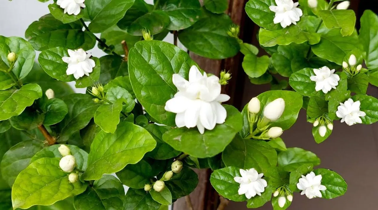 Jasmine