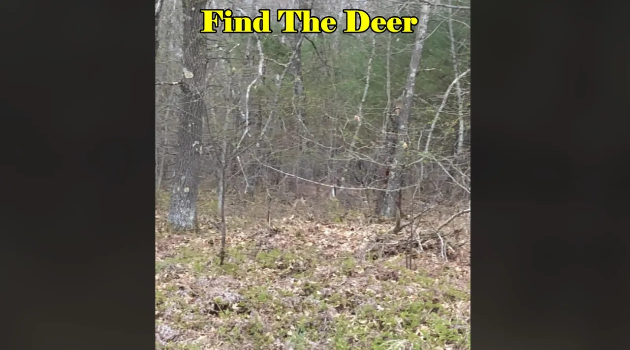 find Deer 3
