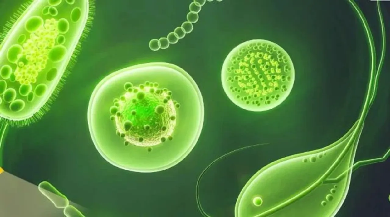 infections
