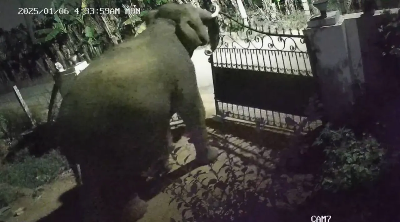 Elephant open gate