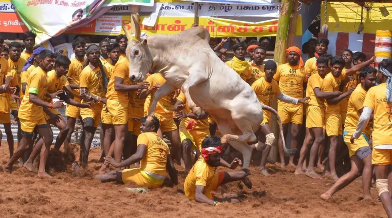 sivaganga collector announcement jallikattu manjuvirattu Tamil News