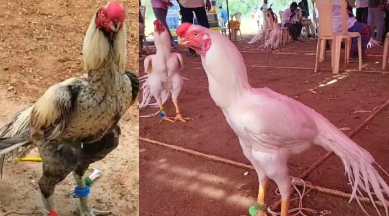 Dindigul Kilimooku visirivaal Seval expo video Tamil News