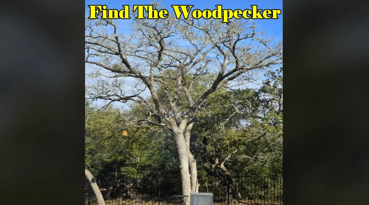 woodpecker 1x