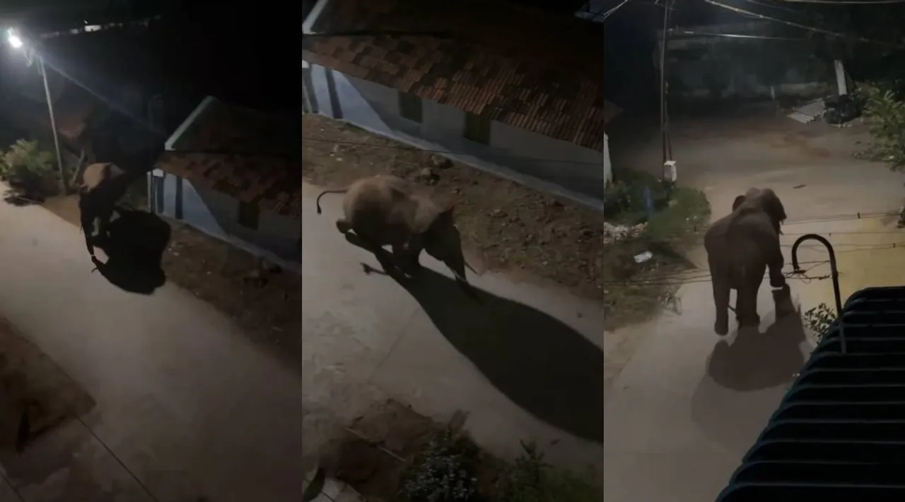 Elephant running 1