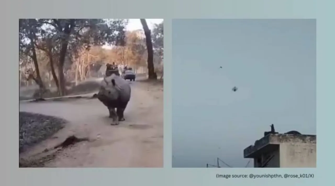 viral videos