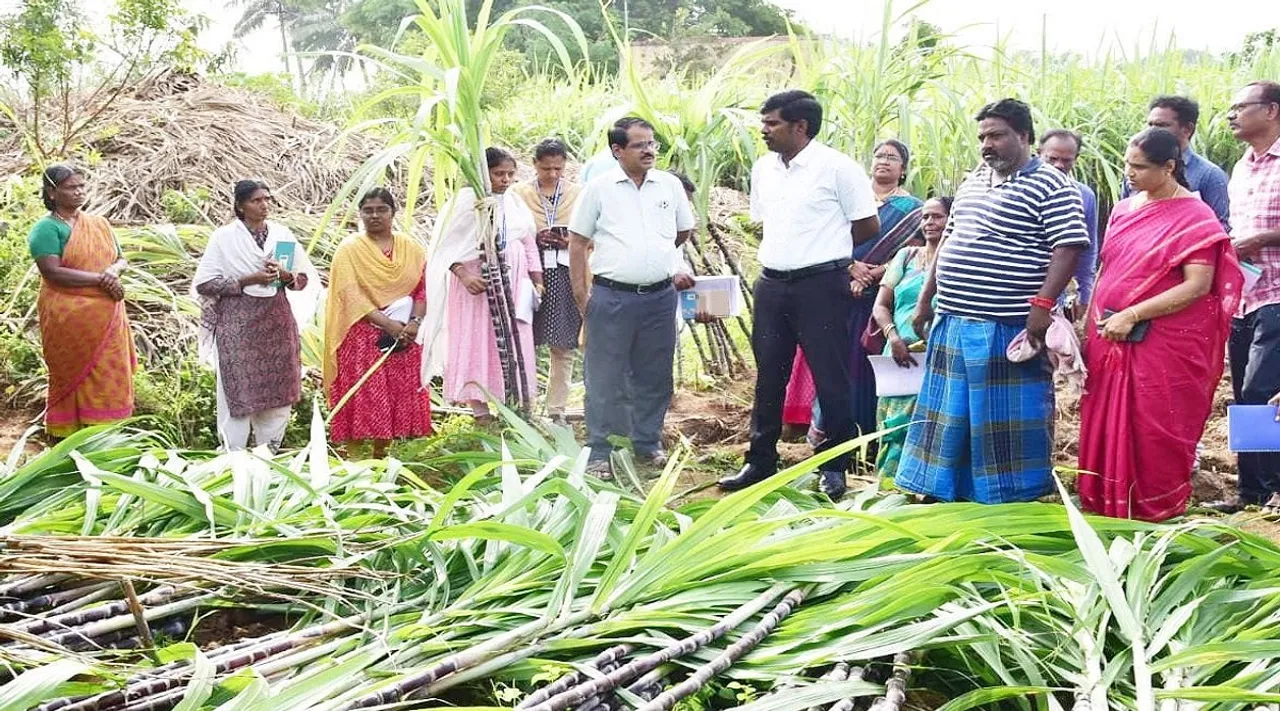 Trichy collector sugarcane
