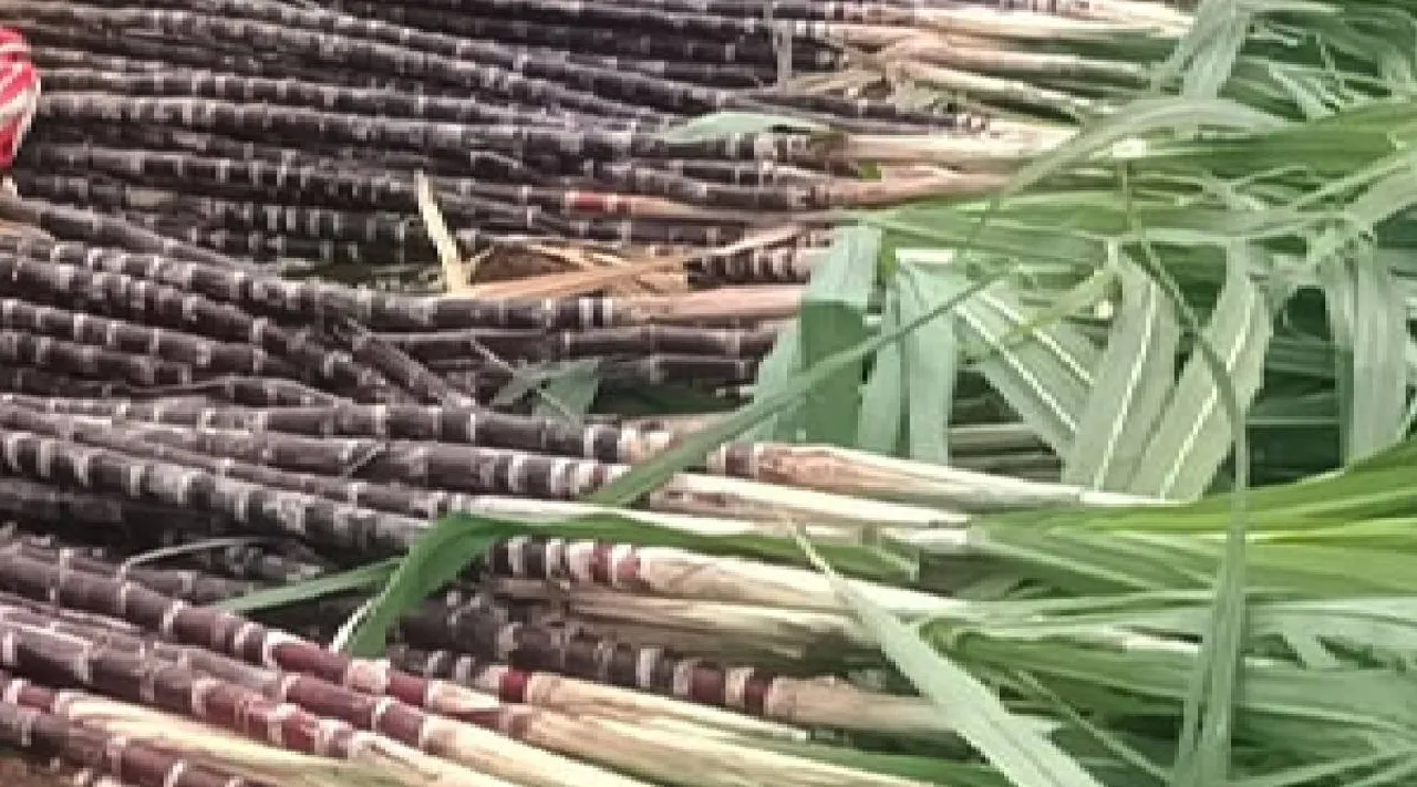 Sugarcane