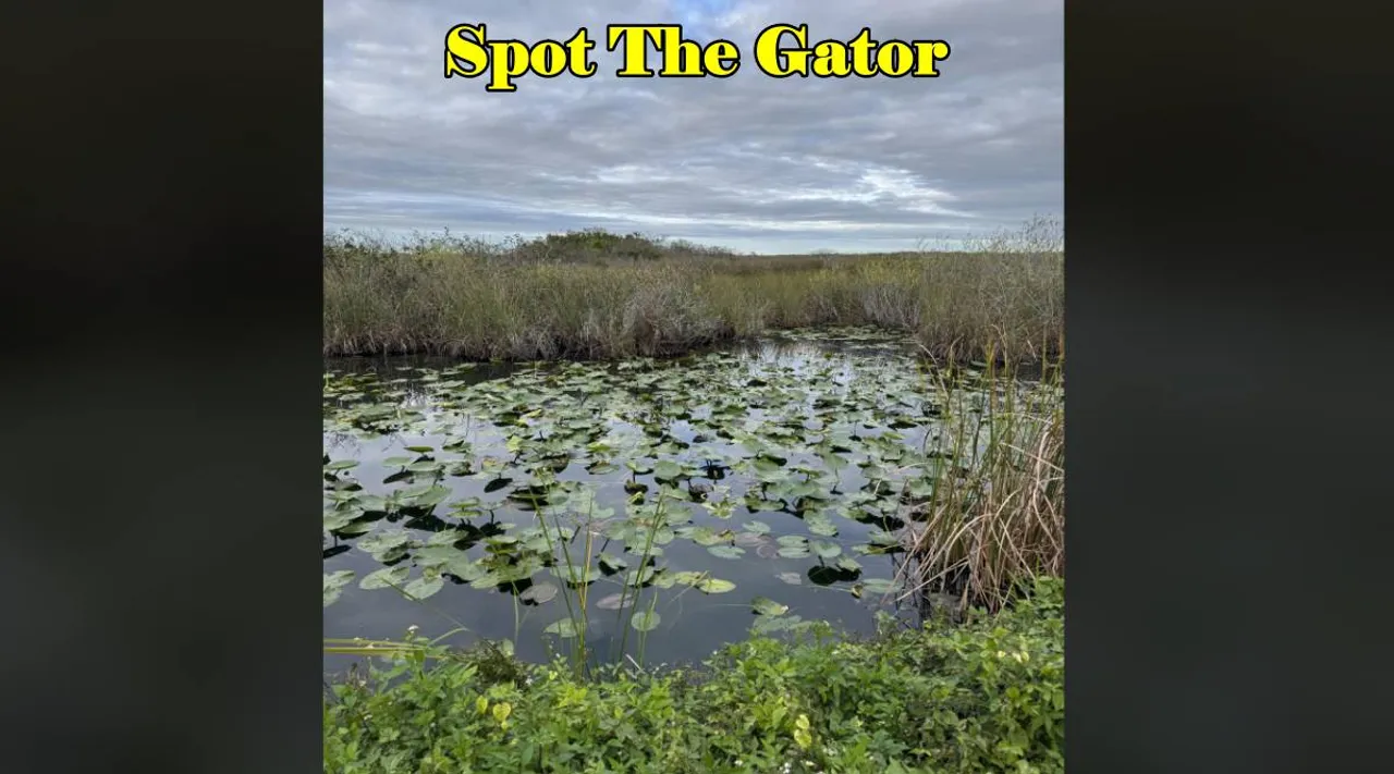 Gator 