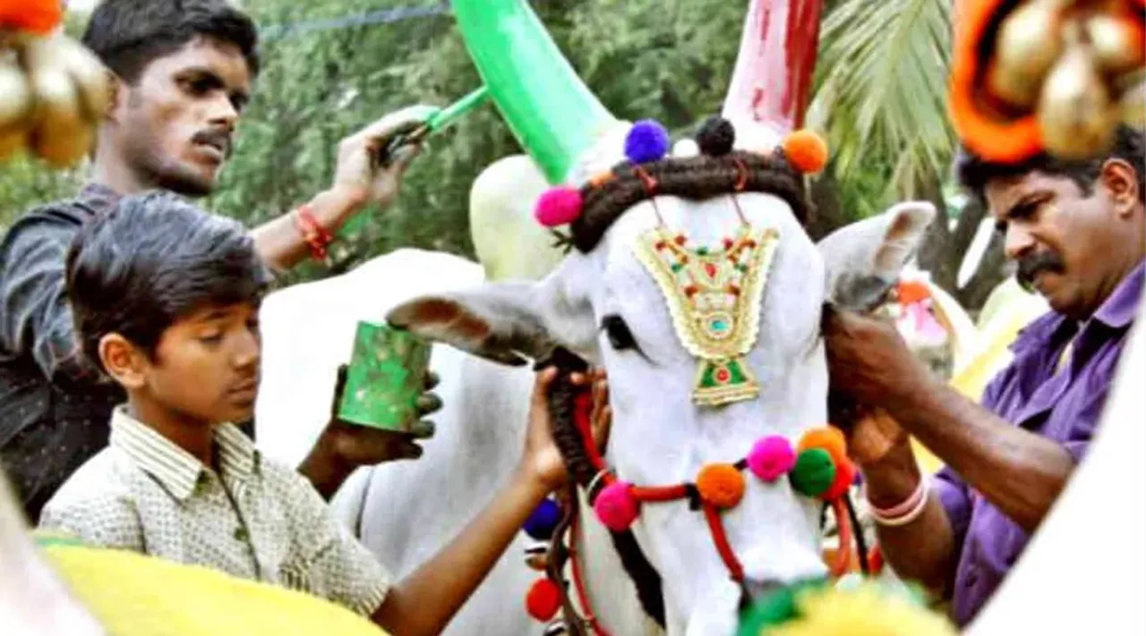 Maatu pongal
