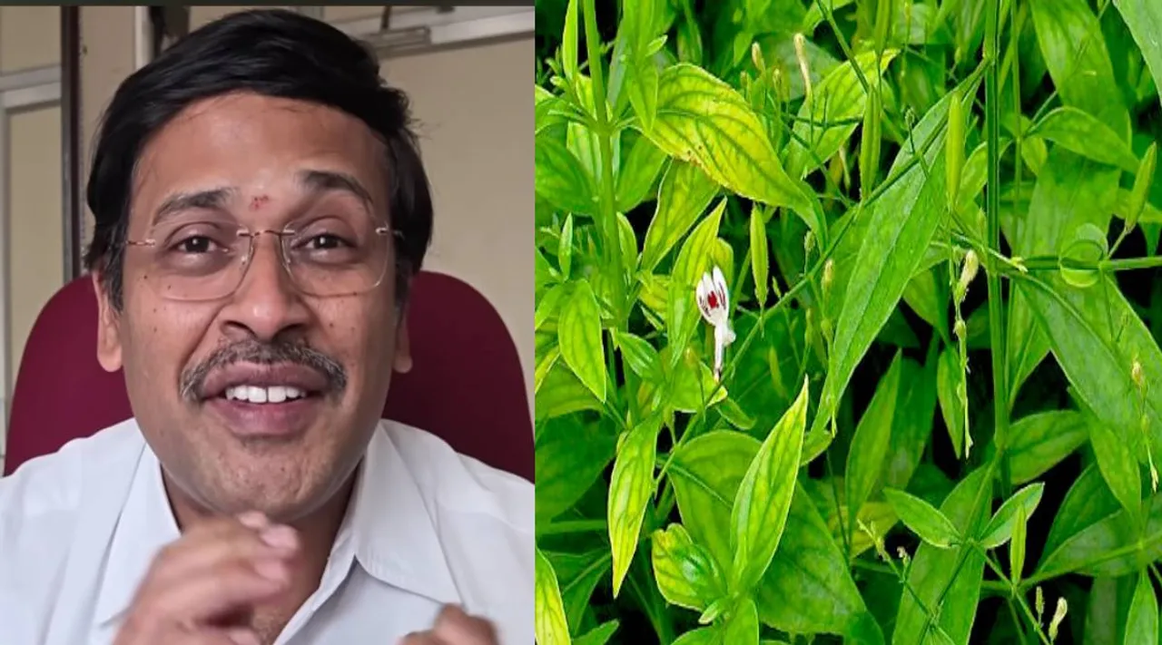 நிலவேம்பு