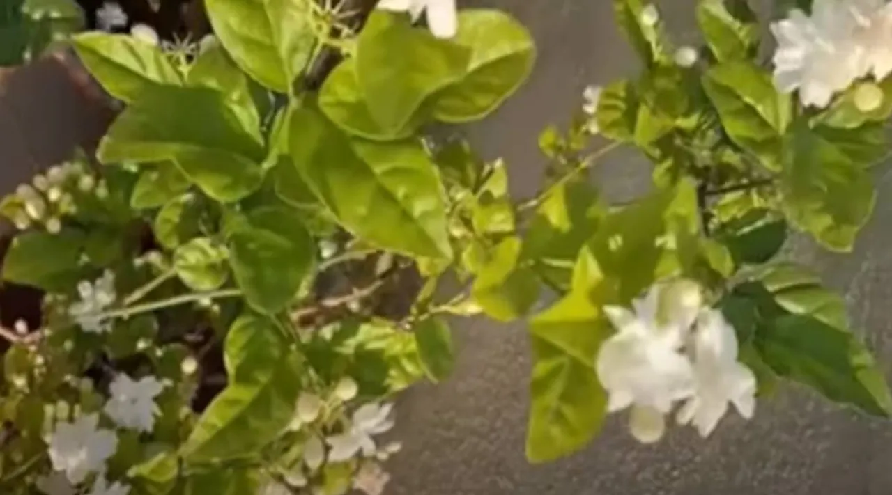 Jasmine 1