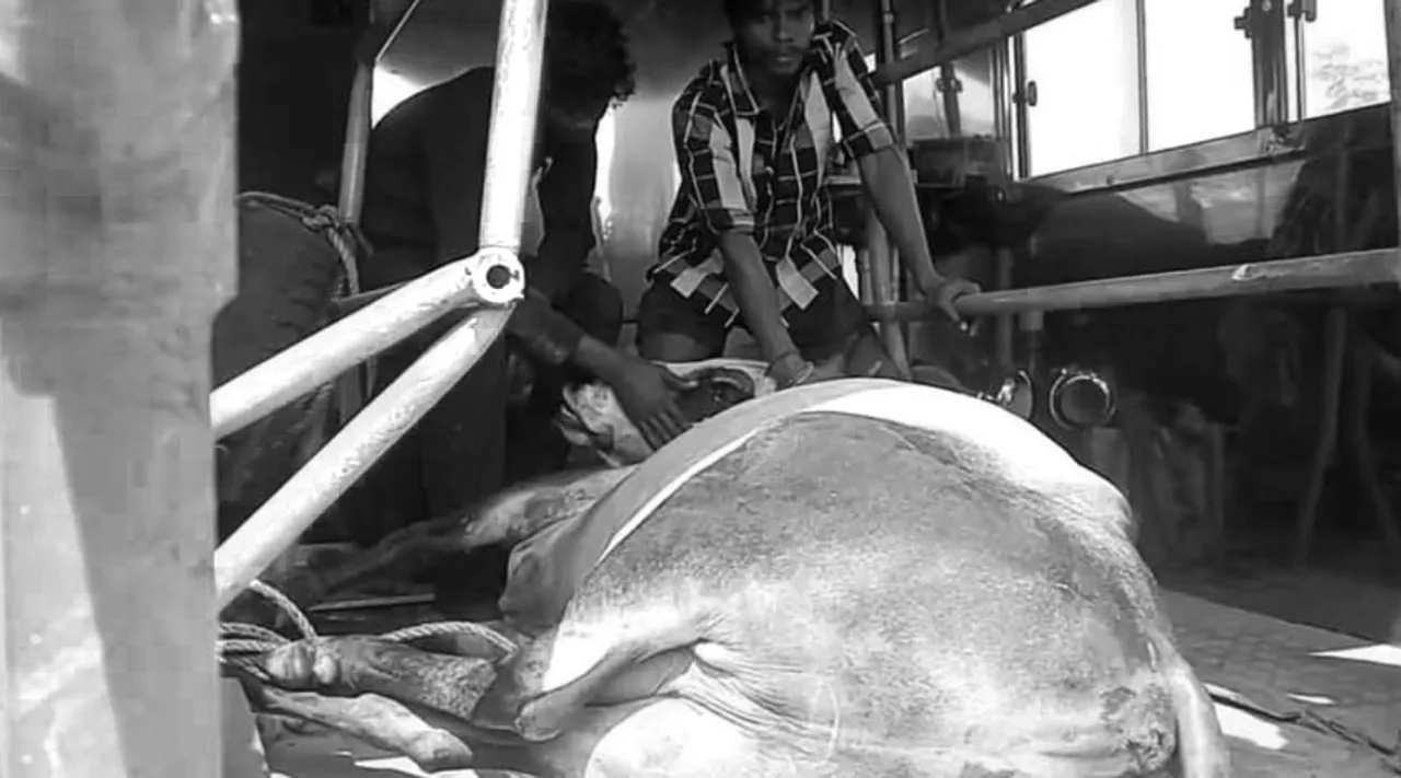 Trichy Sooriyur Jallikattu bull dead Tamil News