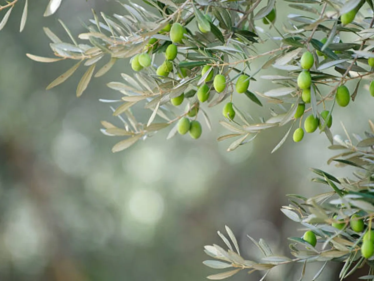 olive leaves