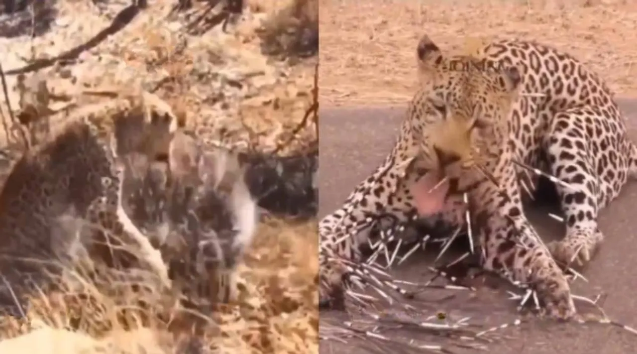 leopard porcupine