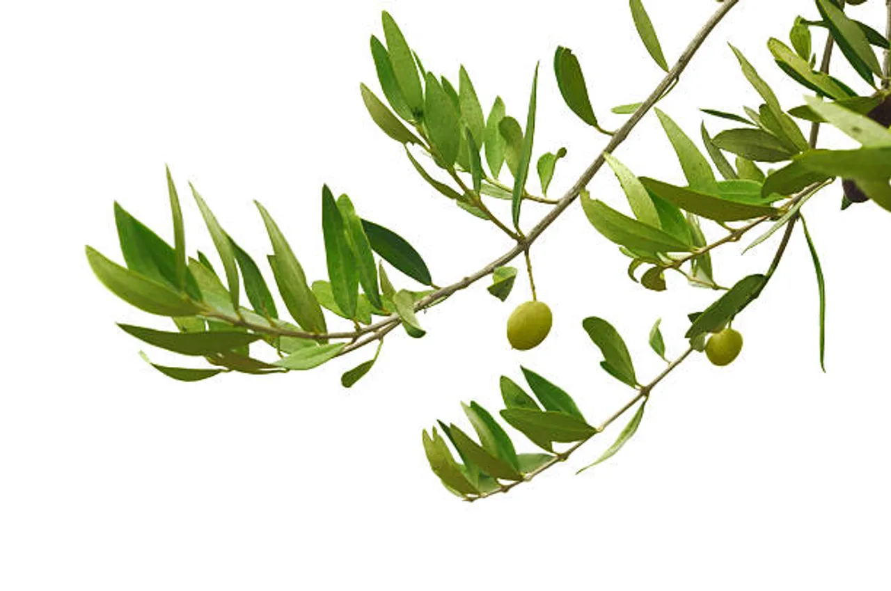 olive leaves