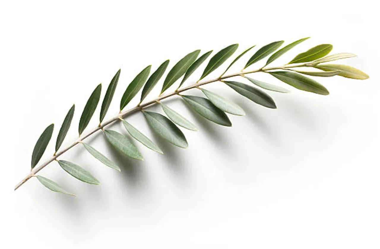 olive leaves