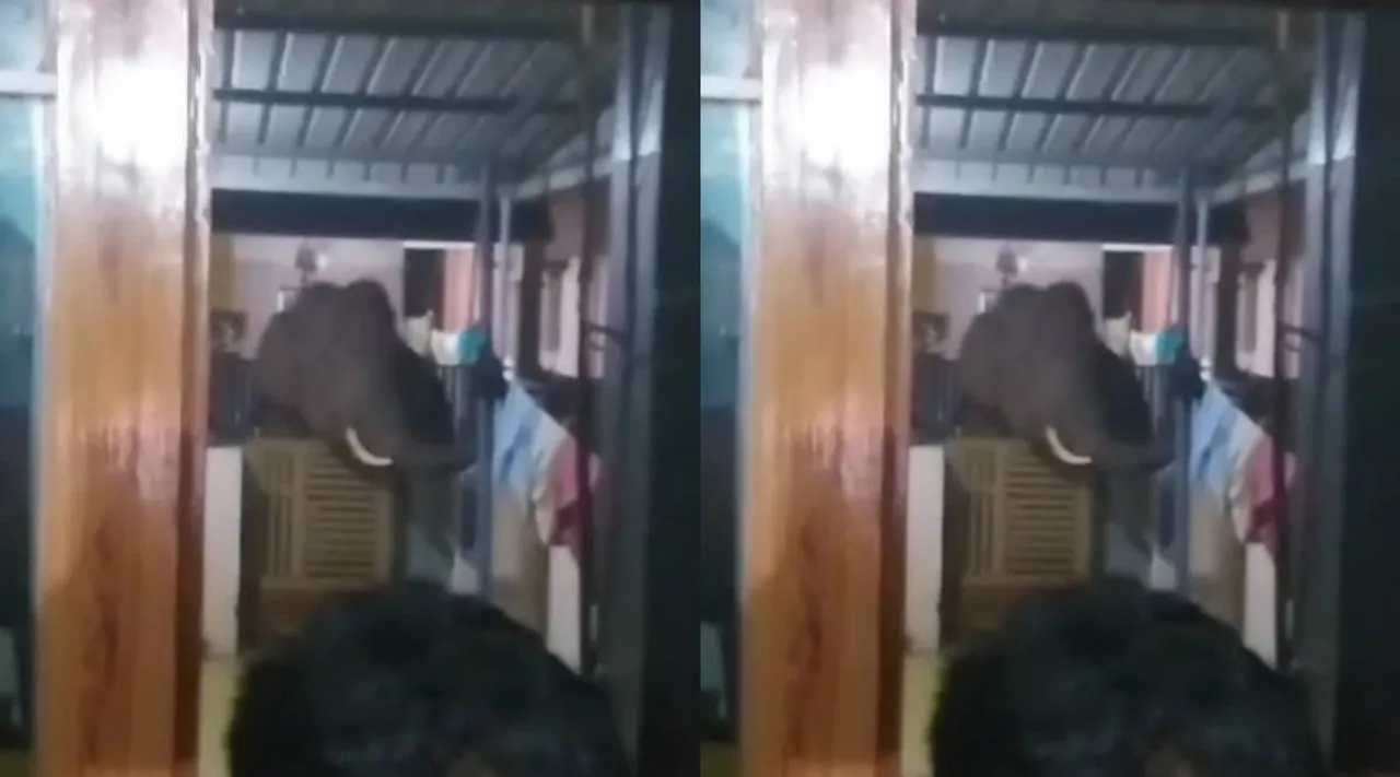 wild elephant in house