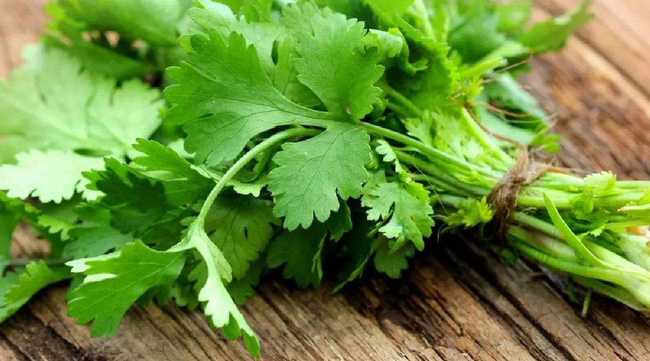 Coriander leaves
