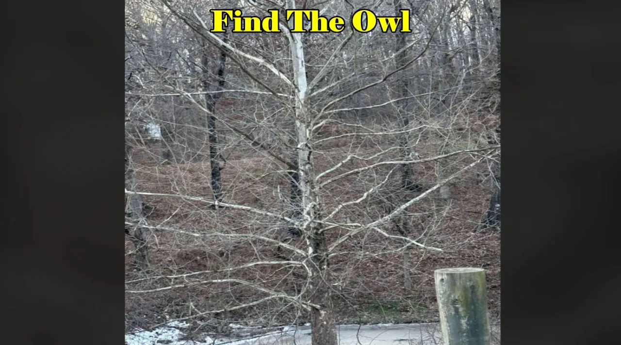 can find owl 2