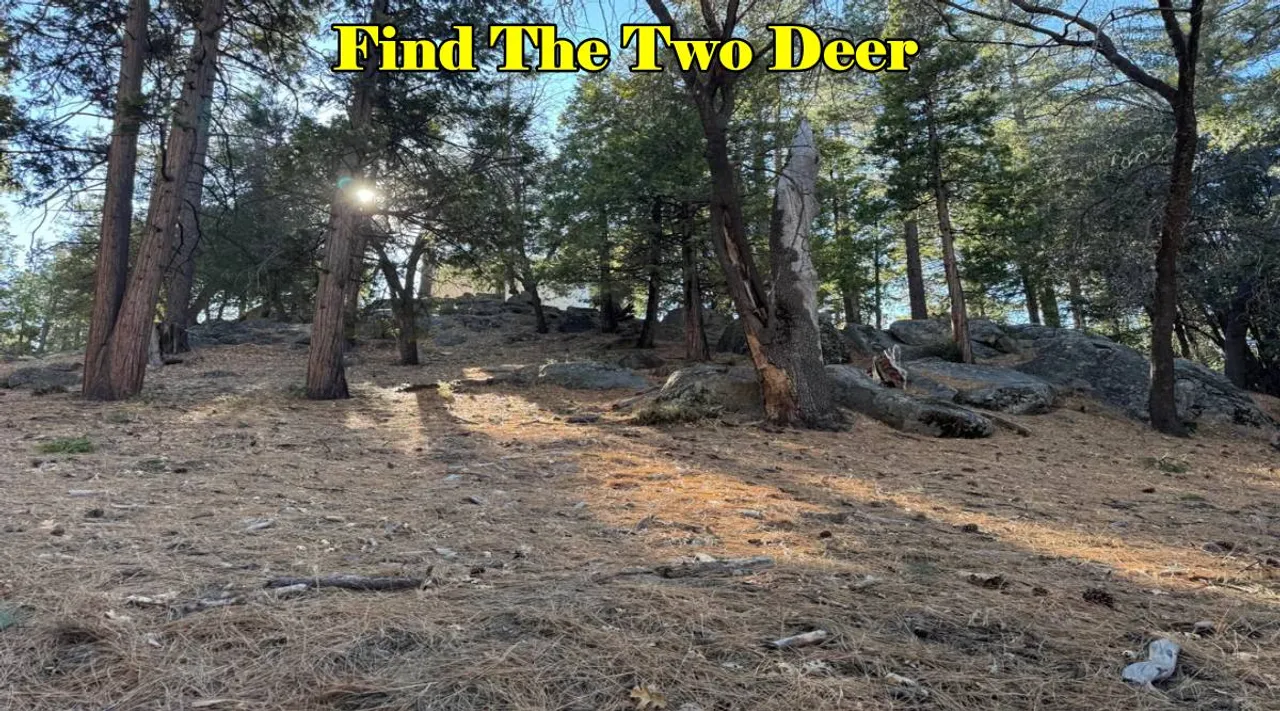 Find the two deer 