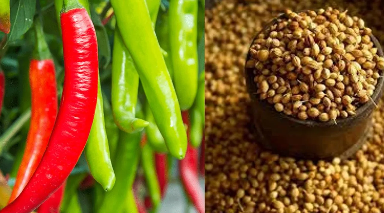 Chili and coriander