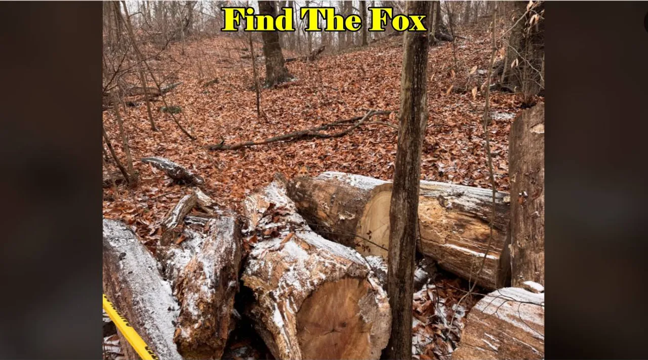 Find The Fox 
