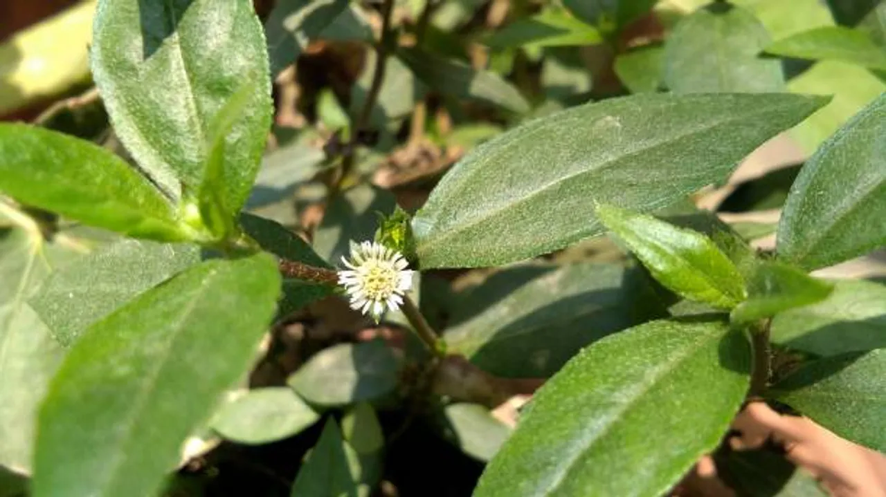 false daisy