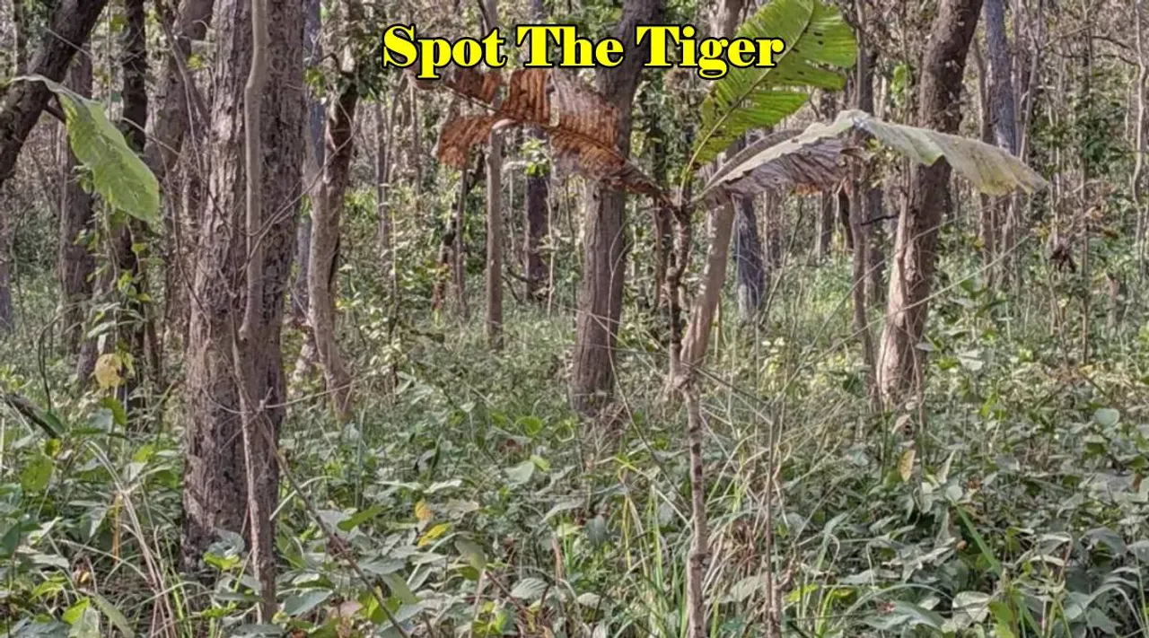 Spot The Tiger 1x