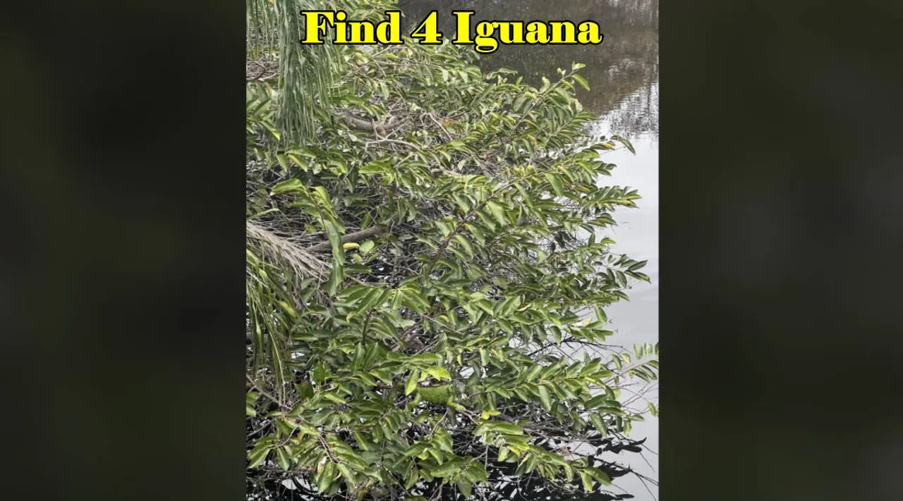 Find 4 Iguana 3