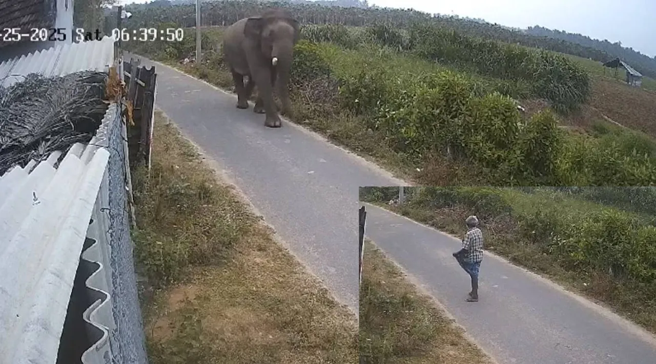 covai elephant