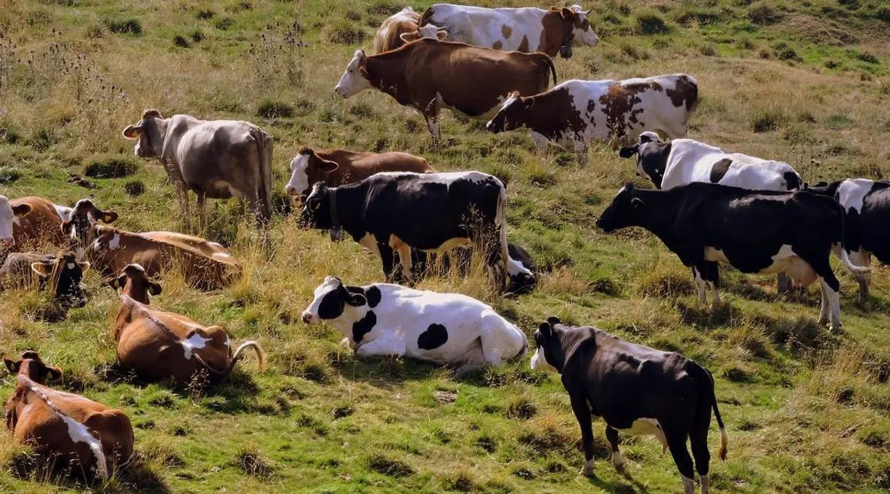 Herd Of Cattle