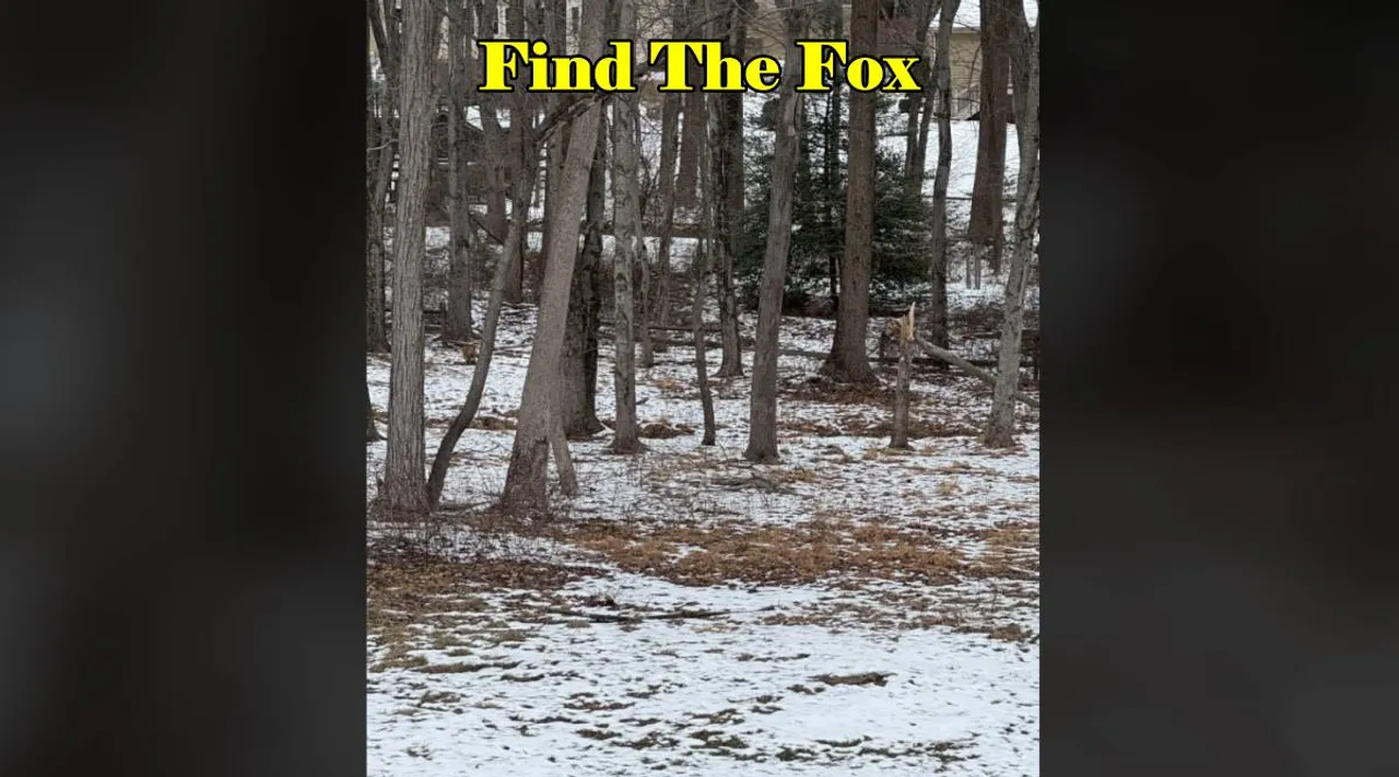 Fox where 3