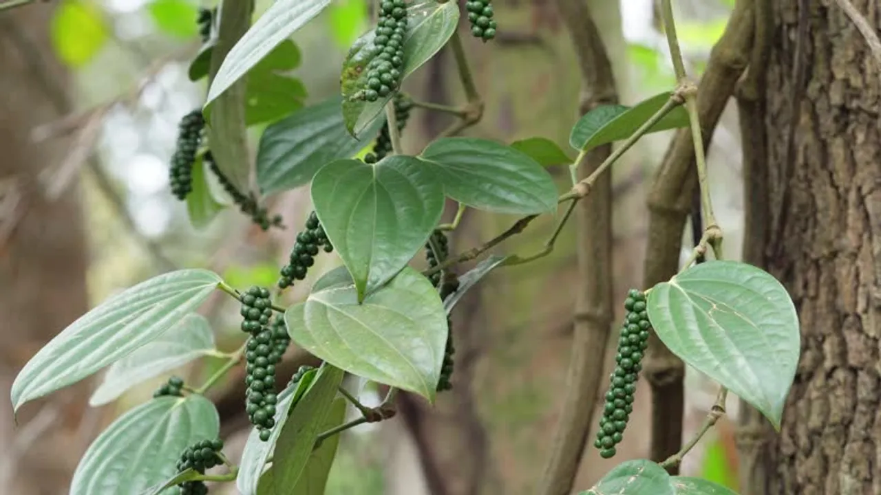 malabar nut