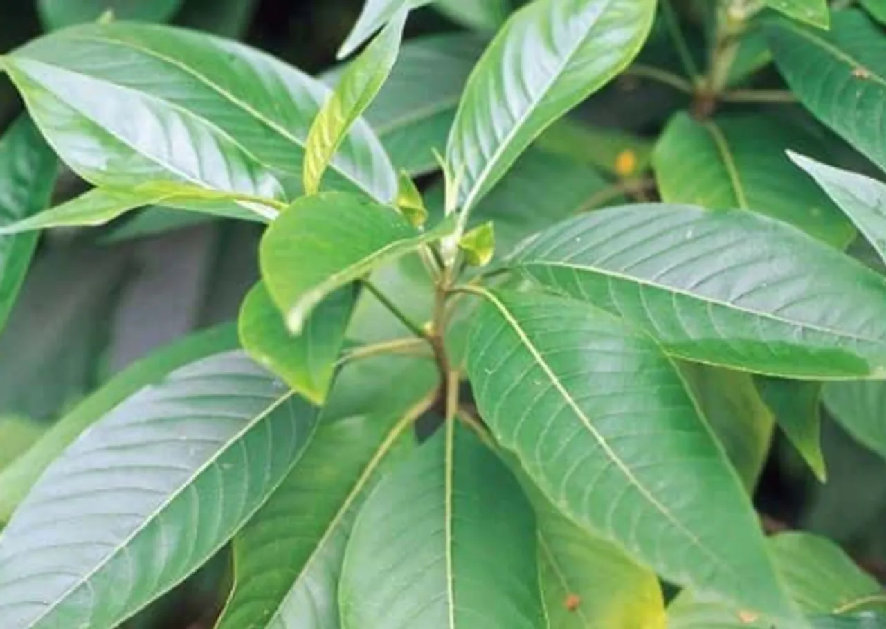 malabar nut