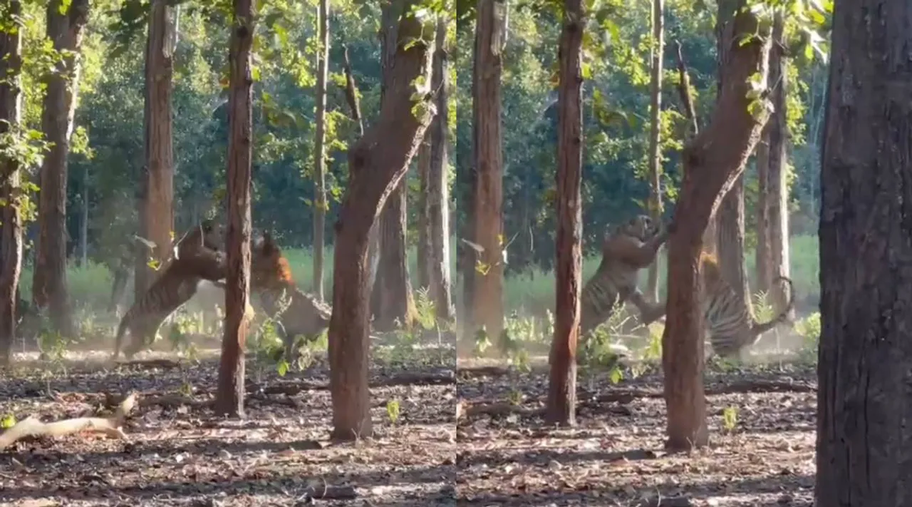 tigers fight
