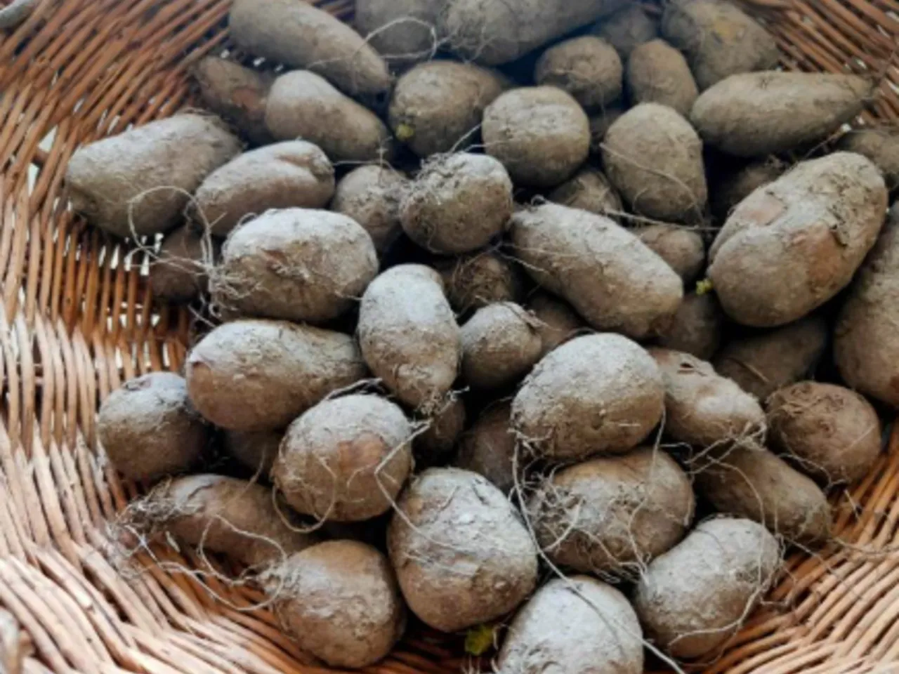 chinese potato