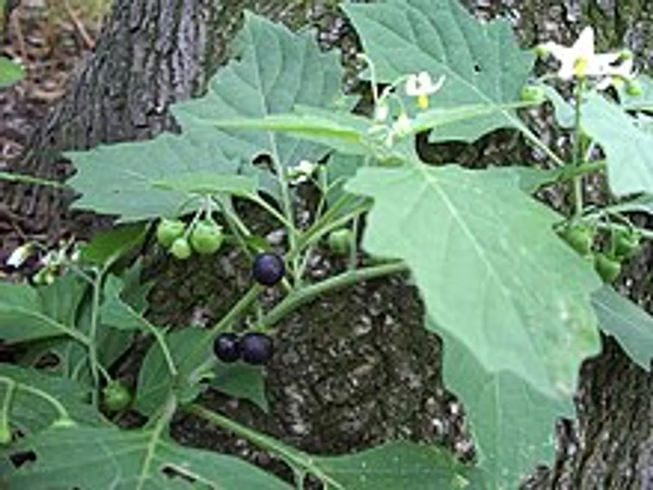manathakkali keerai