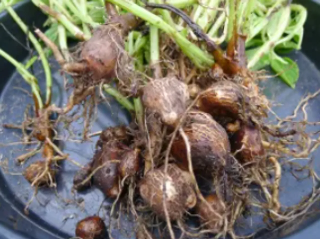 chinese potato