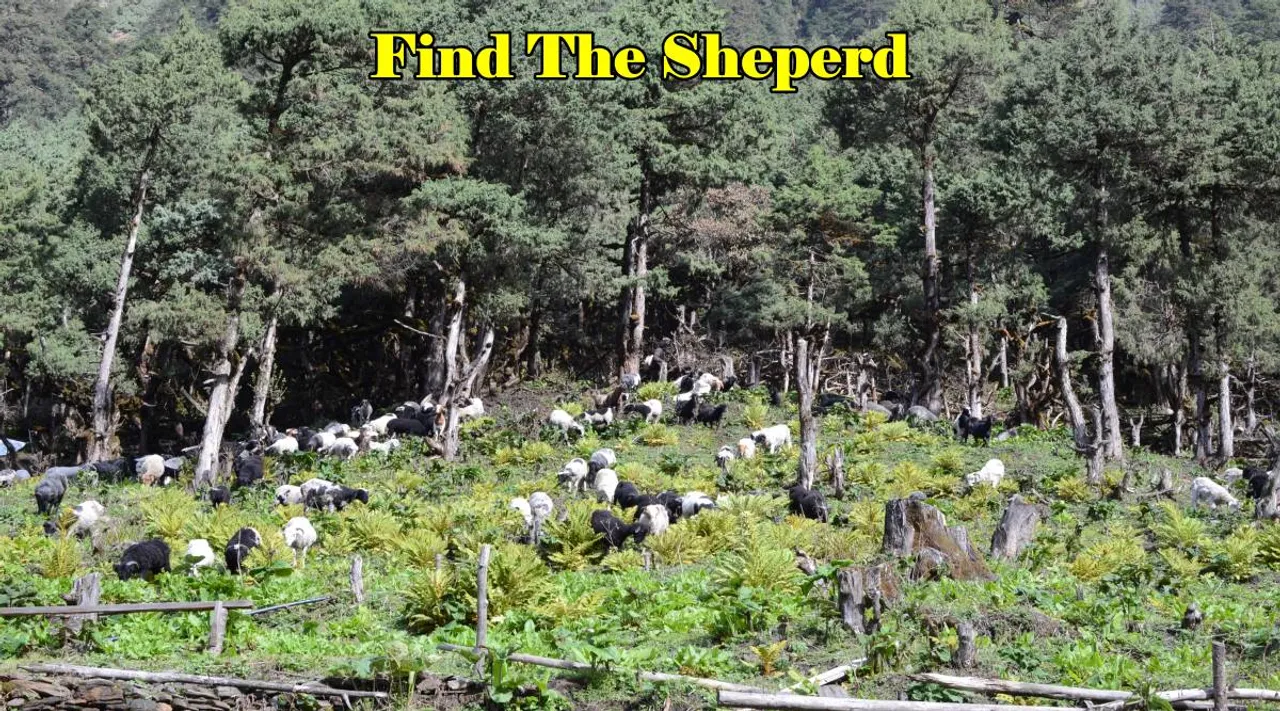 Find The Sheperd 1
