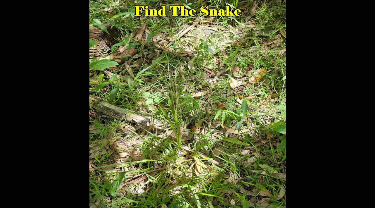 Pointout snake 3