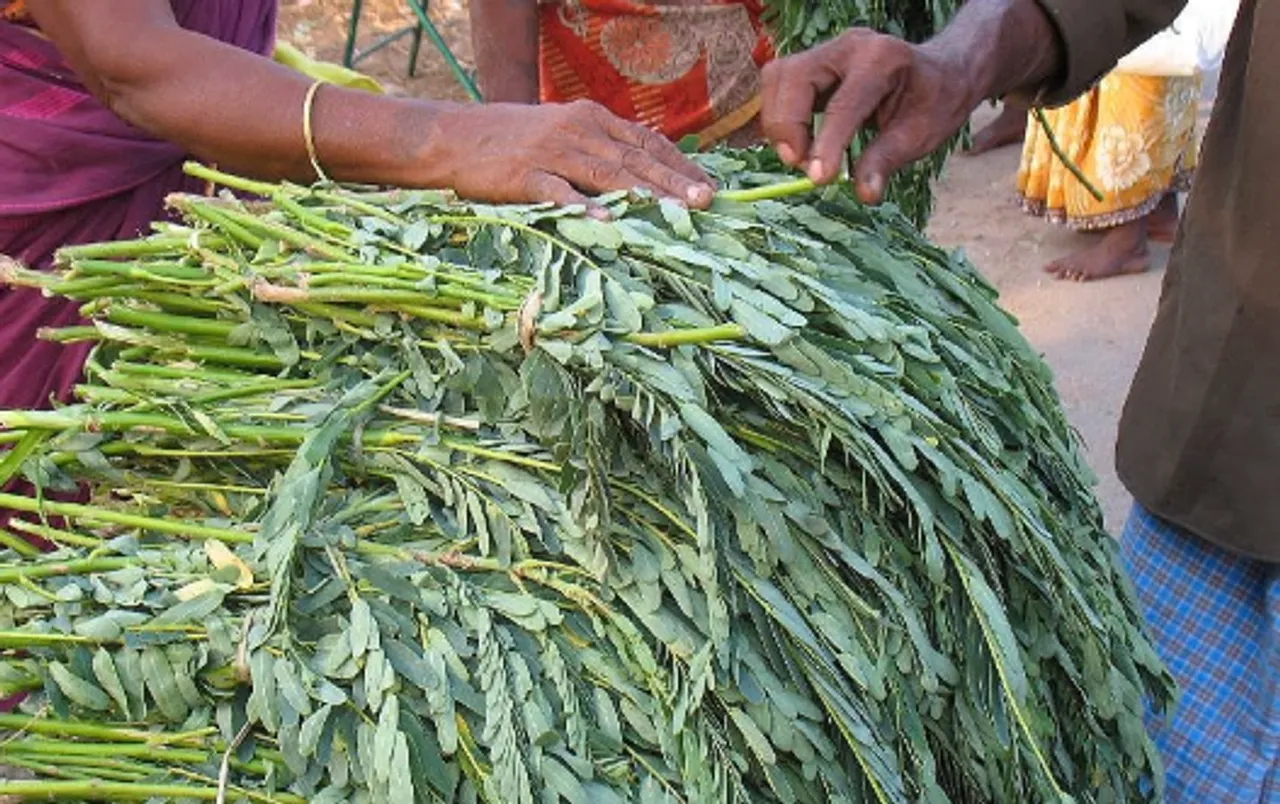 agathi keerai