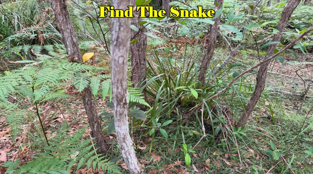 Discover Snake 