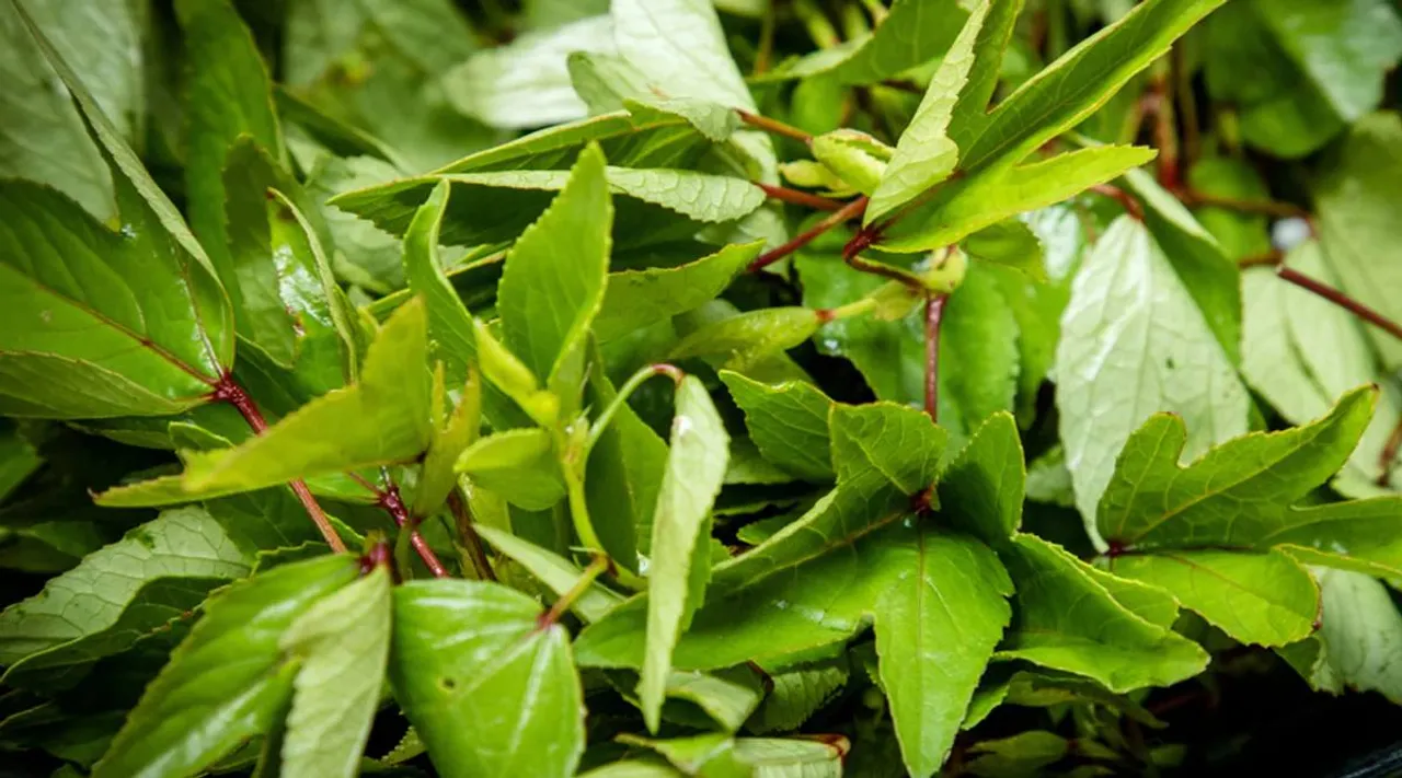 Gongura