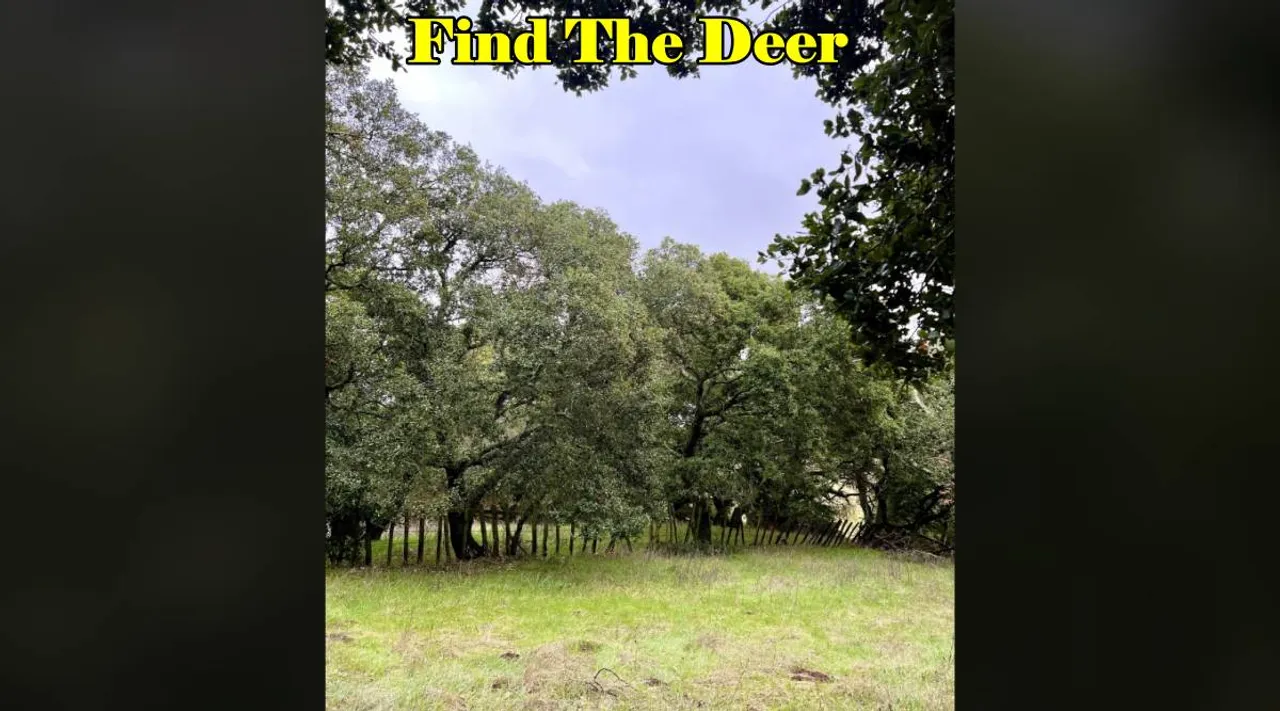 Spot the Deer