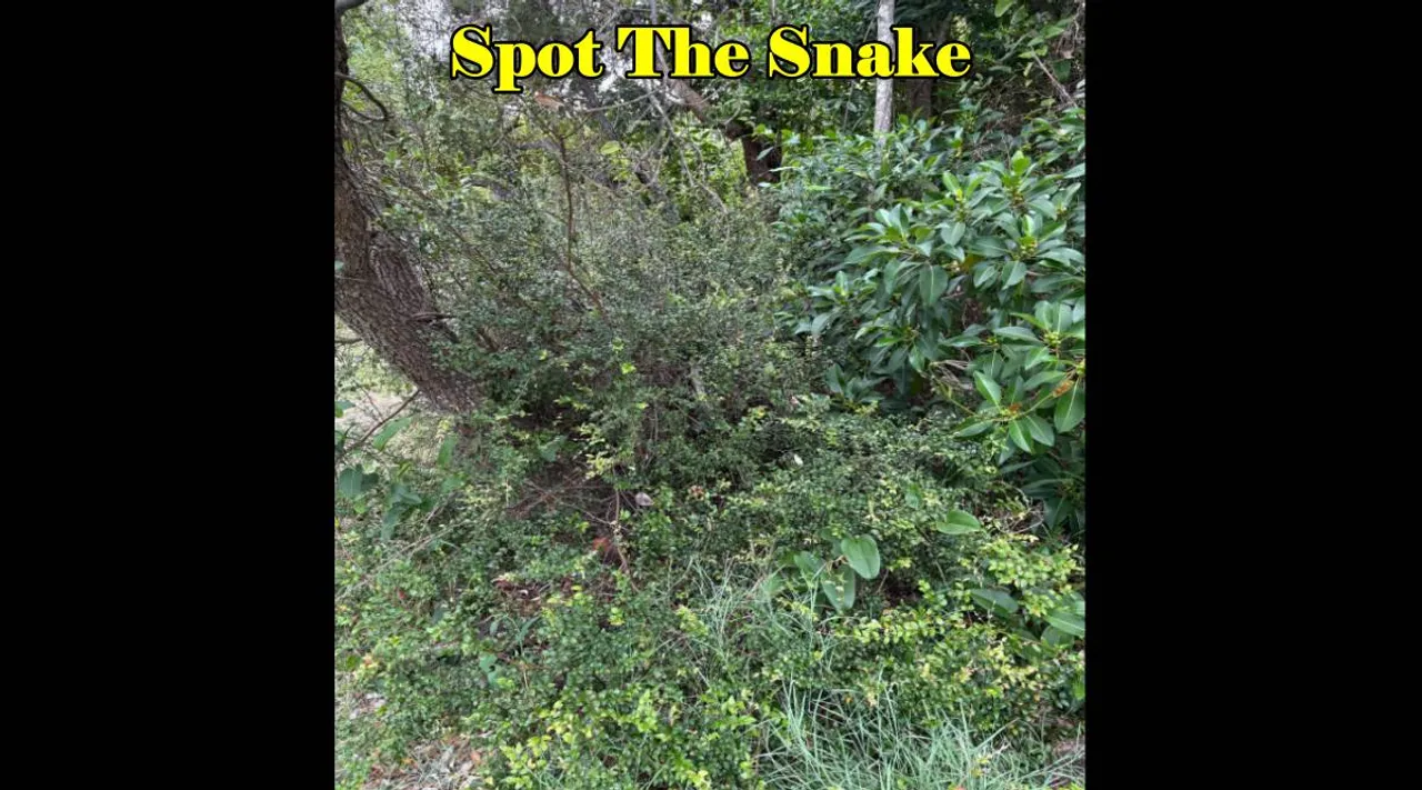 Snake kandupidi 