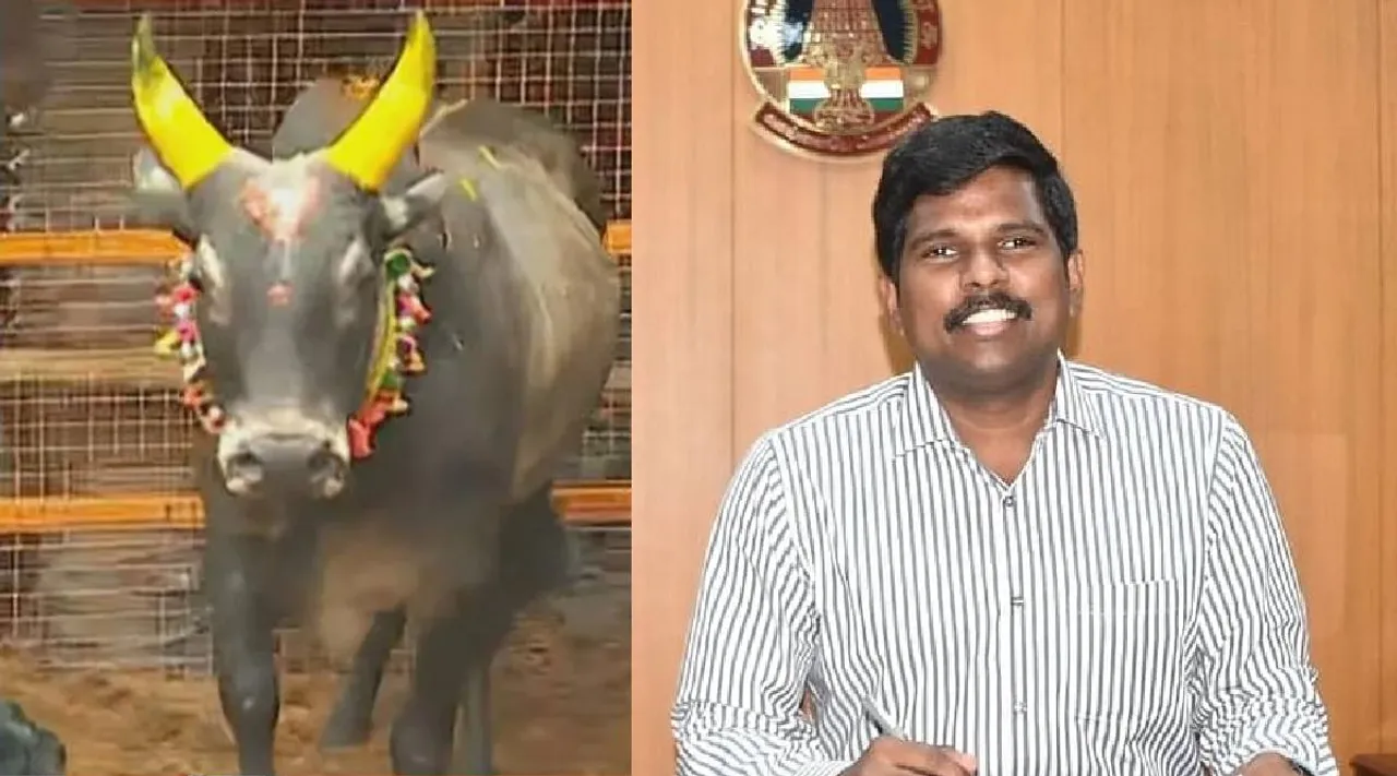 Trichy collector